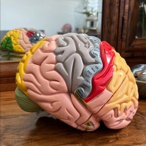 Colorful Anatomical Brain Model